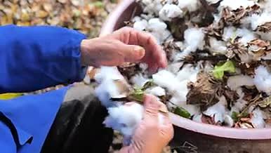 4K实拍农民手工剥棉花视频的预览图